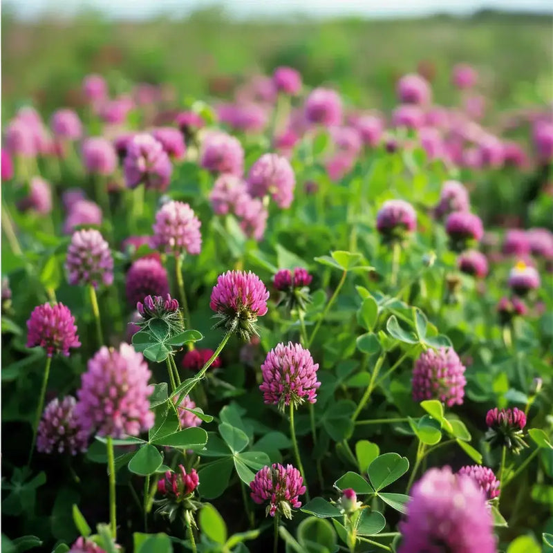 RED CLOVER